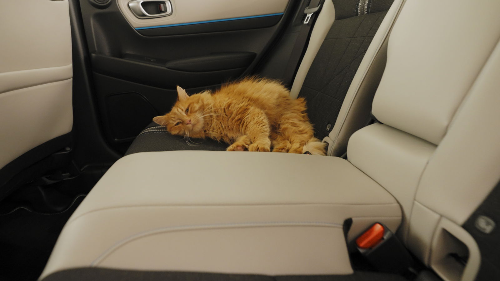 Honda Catnip seats, April Fools'